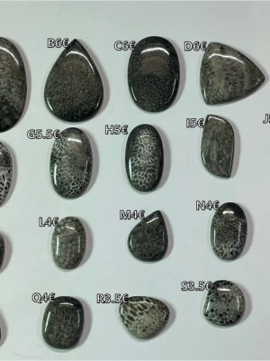 cabochon bryozoaire fossile