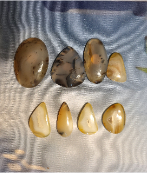 agate montana live1