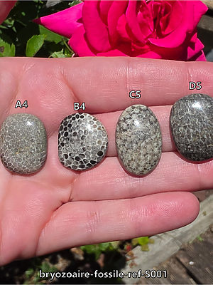 bryozoaire-fossile-ref-S001